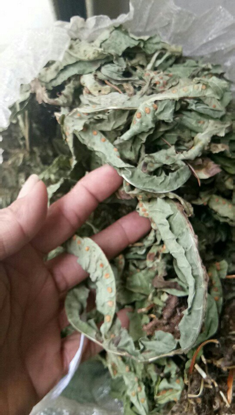 鸭脚草《金鸡脚》一手优质货质