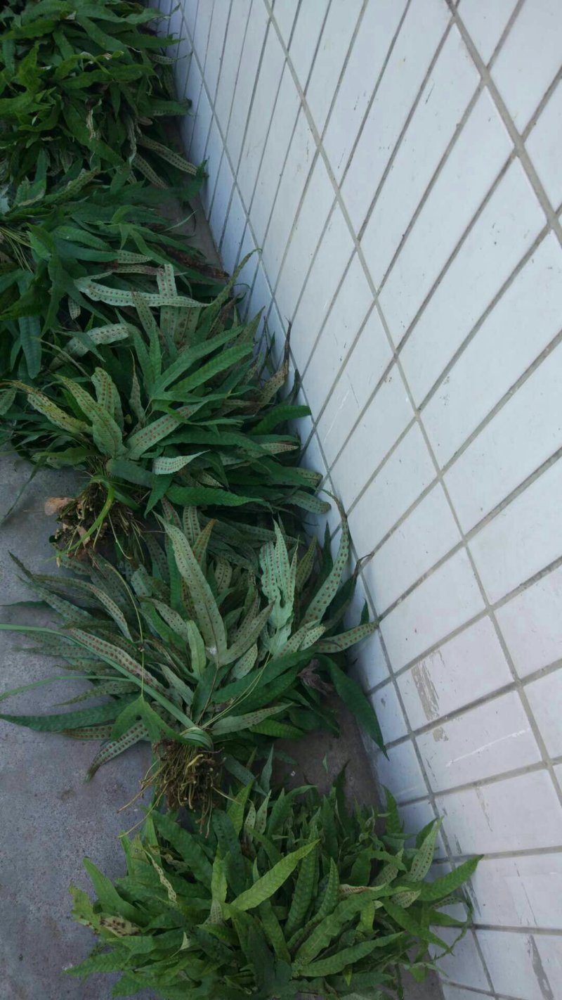 鸭脚草《金鸡脚》一手优质货质