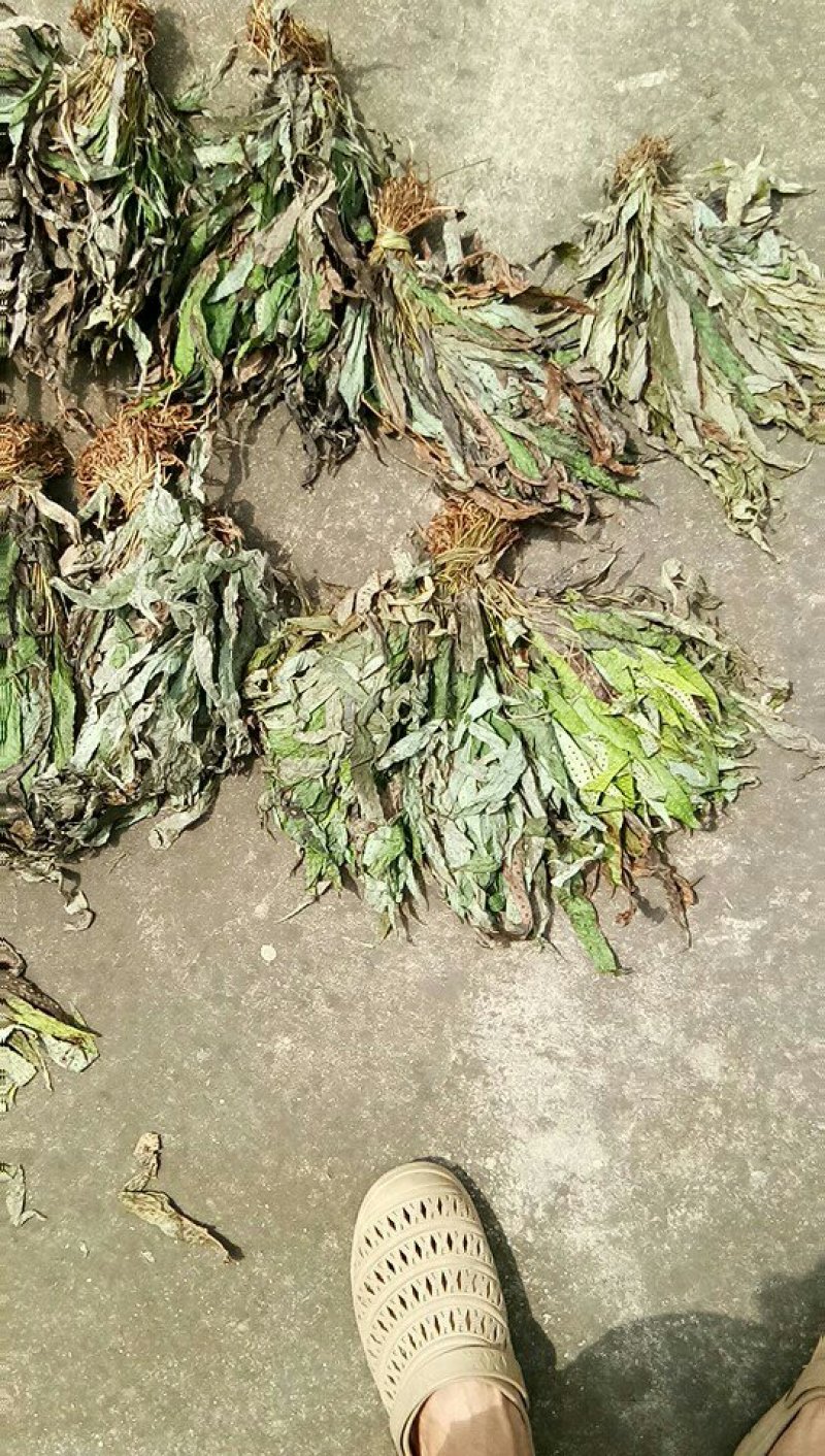 鸭脚草《金鸡脚》一手优质货质
