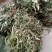鸭脚草《金鸡脚》一手优质货质