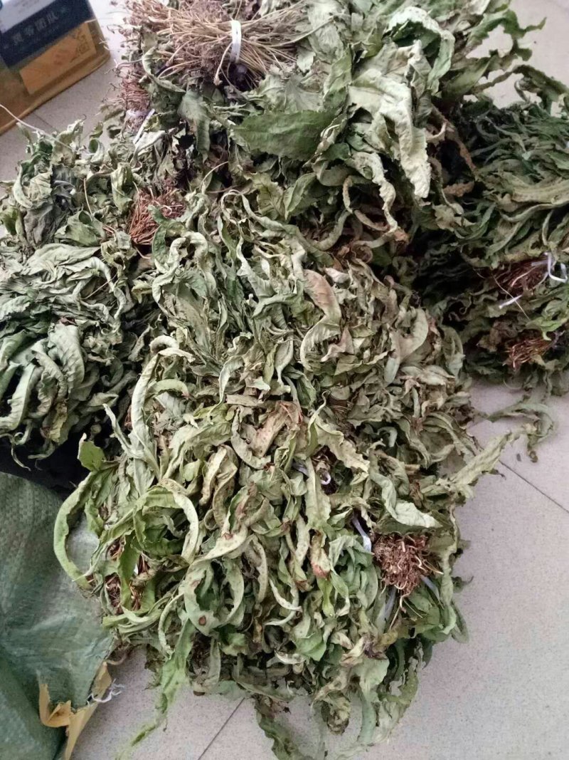 鸭脚草《金鸡脚》一手优质货质