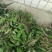 鸭脚草《金鸡脚》一手优质货质