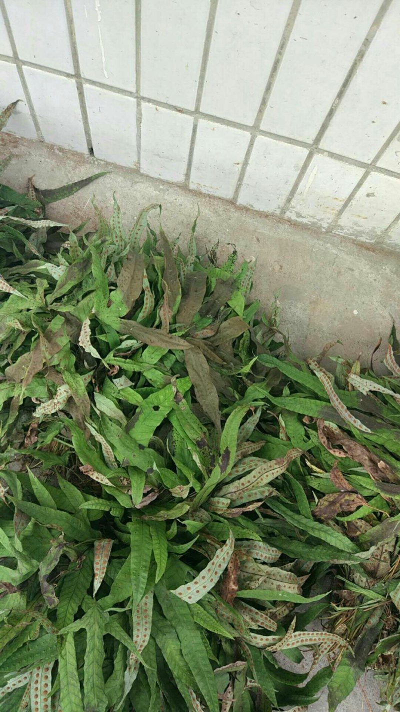 鸭脚草《金鸡脚》一手优质货质