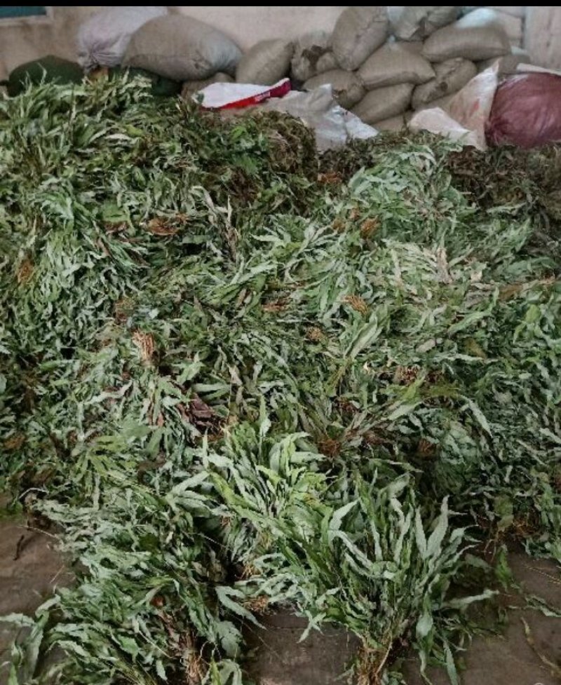 鸭脚草《金鸡脚》一手优质货质