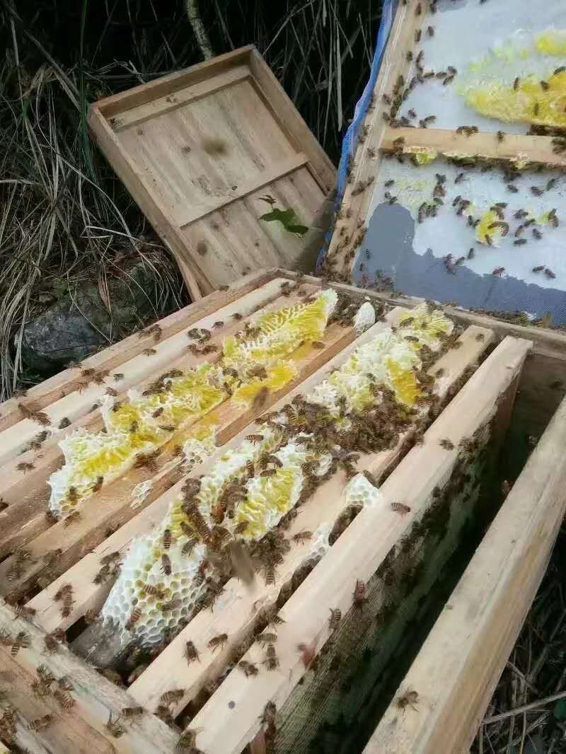 百花蜜土蜂蜜纯天然自产自销百花蜜有76元500克