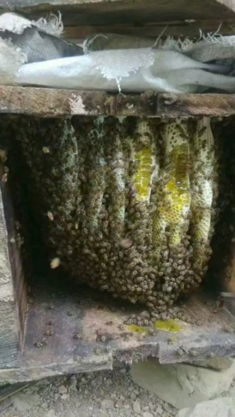 百花蜜土蜂蜜纯天然自产自销百花蜜有76元500克