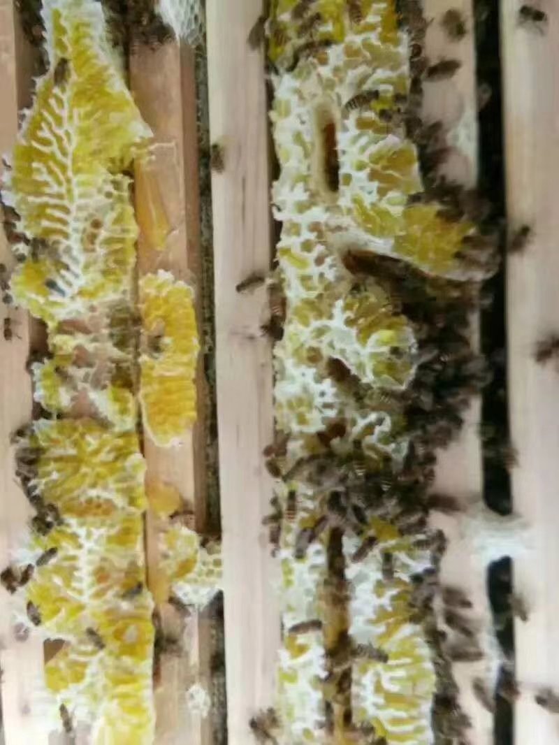 百花蜜土蜂蜜纯天然自产自销百花蜜有76元500克
