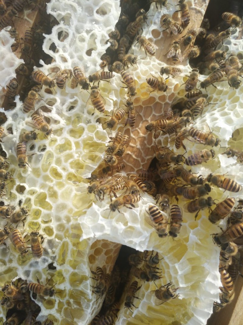 百花蜜土蜂蜜纯天然自产自销百花蜜有76元500克