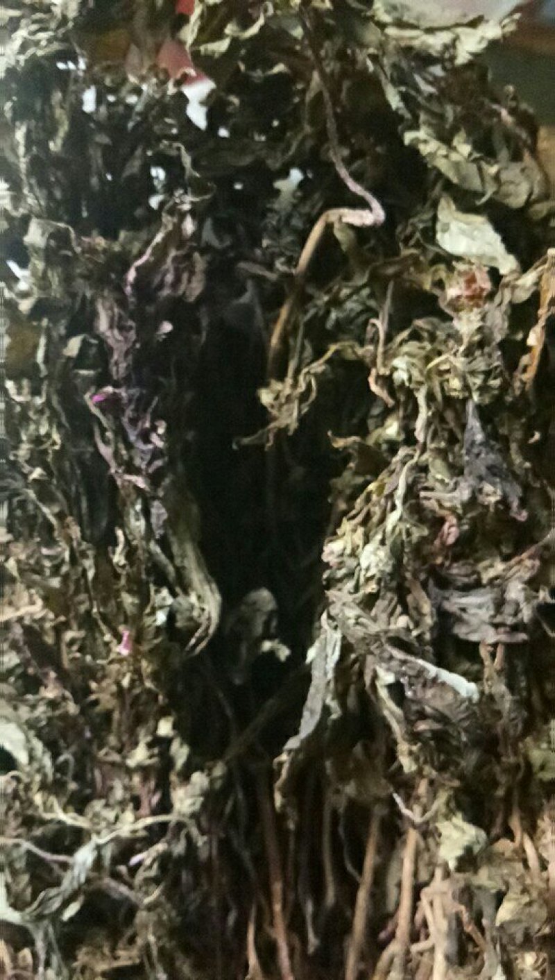 优质蜂鼓斗草、金鸡脚、美人花