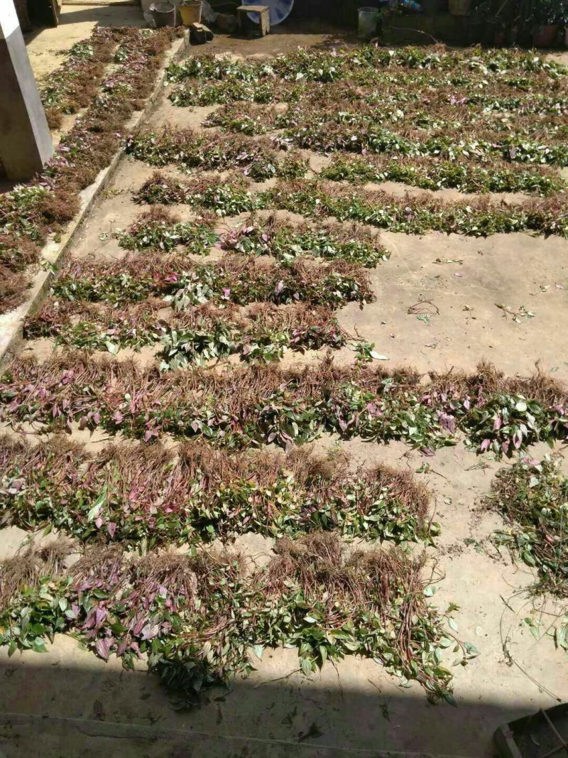 优质蜂鼓斗草、金鸡脚、美人花