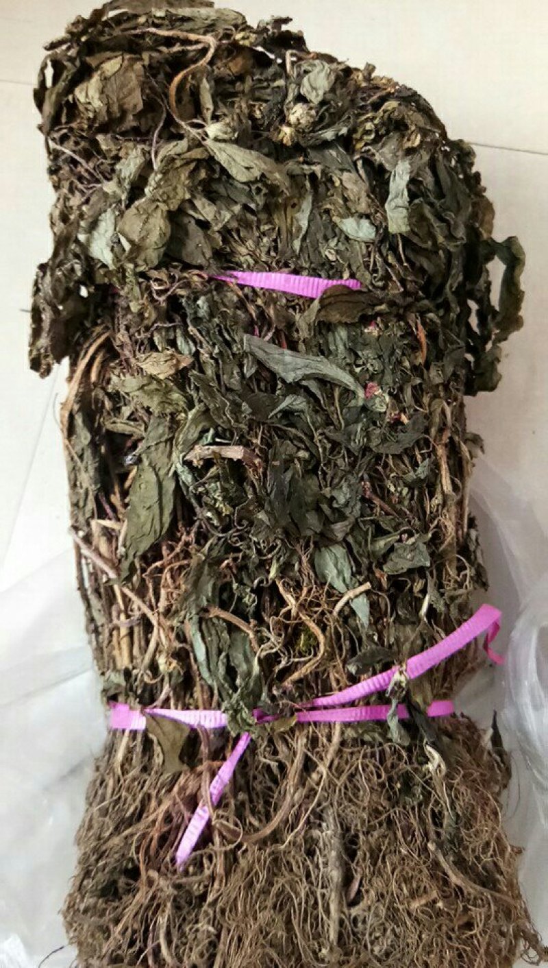 优质蜂鼓斗草、金鸡脚、美人花