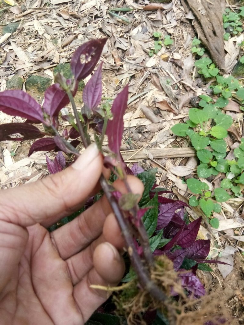 优质蜂鼓斗草、金鸡脚、美人花