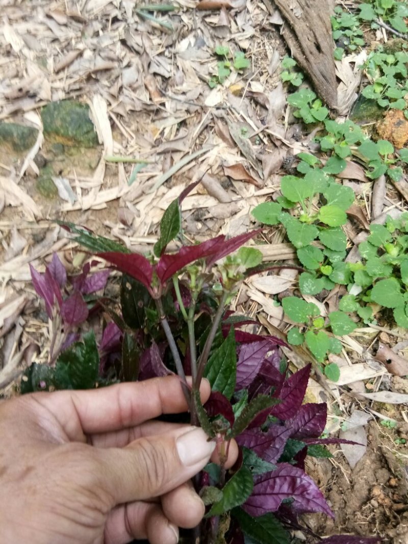 优质蜂鼓斗草、金鸡脚、美人花