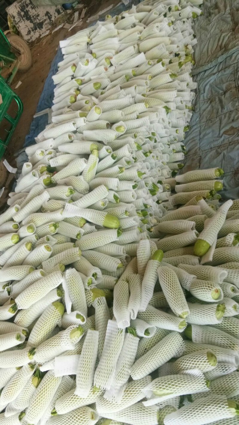精品西葫芦品质好大量供应产地发货欢迎联系接商超市场