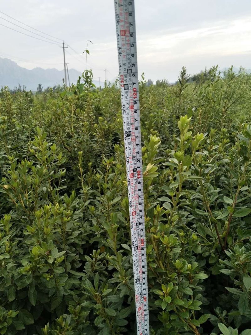 映山红4年苗