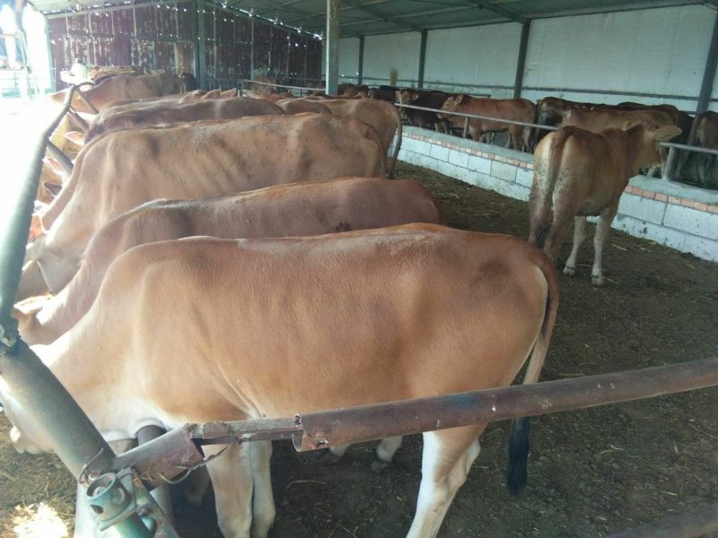肉牛犊本场常年出售各种改良肉牛犊，免费送货，货到付款。