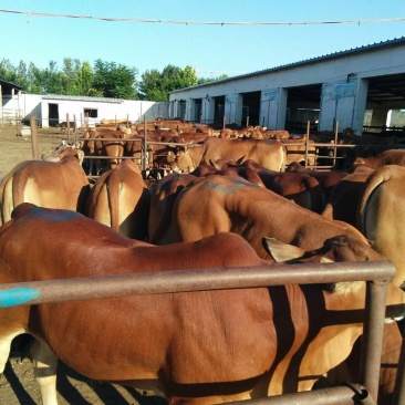肉牛犊本场常年出售各种改良肉牛犊，免费送货，货到付款。