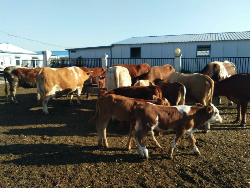 肉牛犊本场常年出售各种改良肉牛犊，免费送货，货到付款。