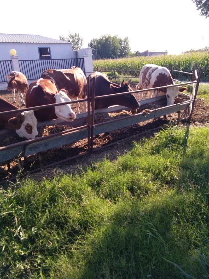 肉牛犊本场常年出售各种改良肉牛犊，免费送货，货到付款。