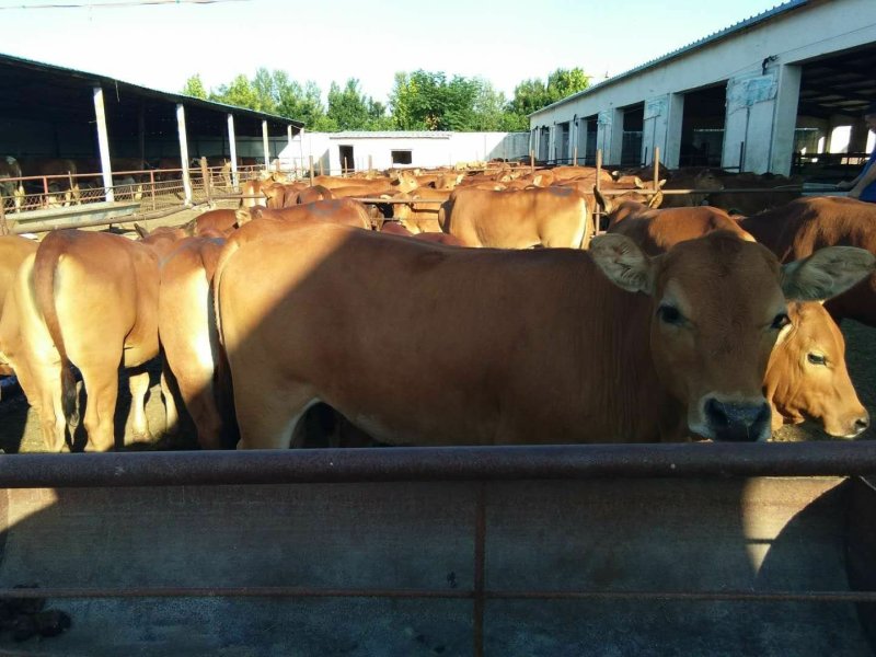 肉牛犊本场常年出售各种改良肉牛犊，免费送货，货到付款。