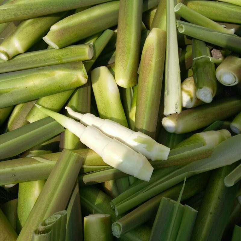 茭白