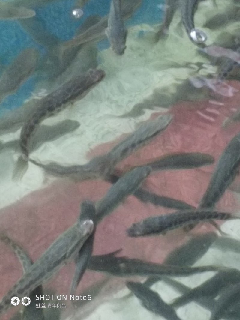 黑鱼苗