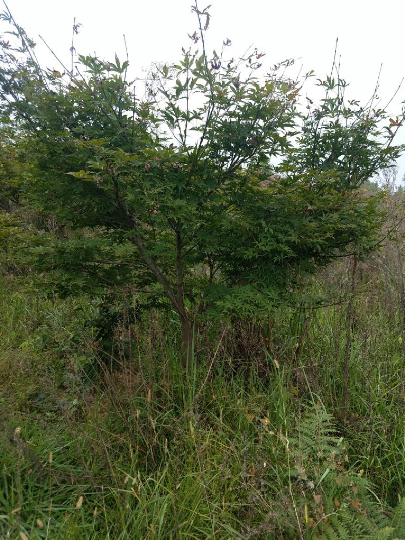 红枫7---9公分