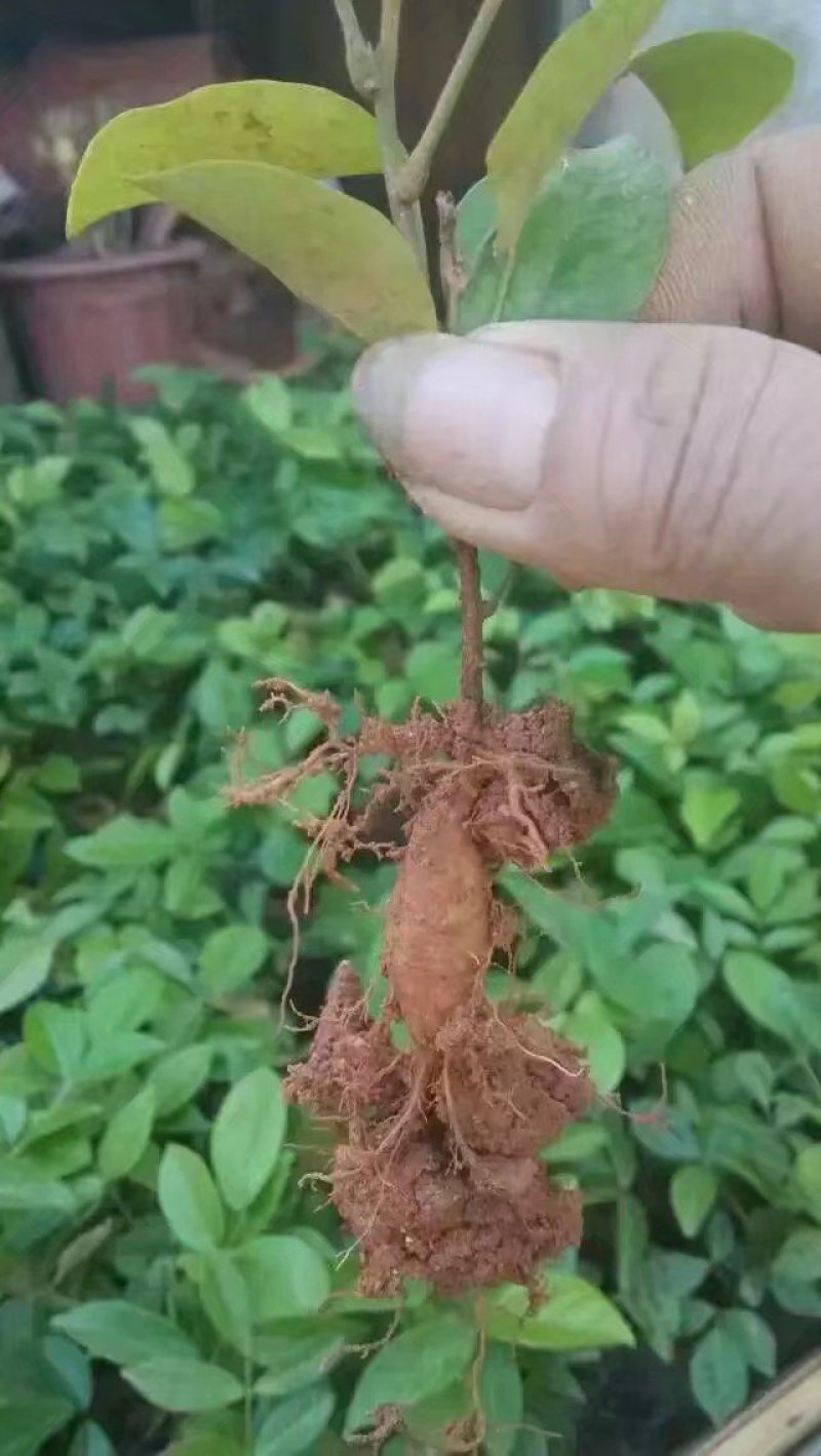 牛大力细叶苗，海狗鞭，野蜂蛹