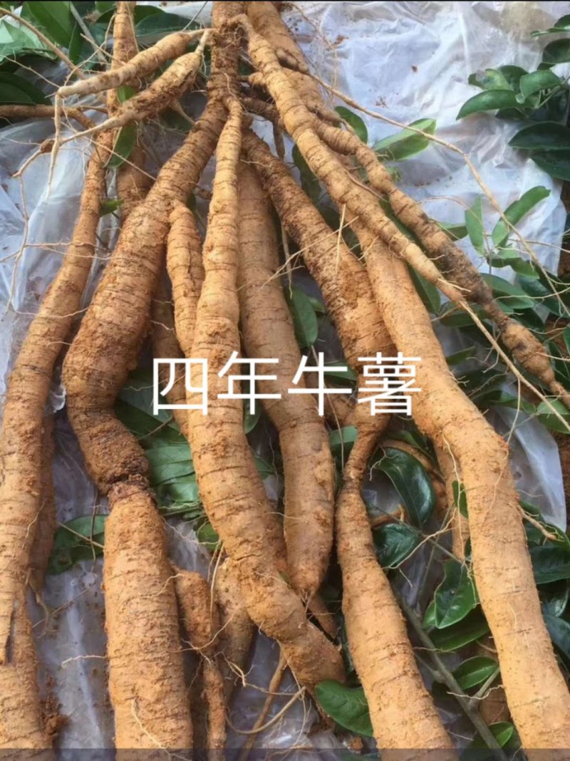 牛大力细叶苗，海狗鞭，野蜂蛹
