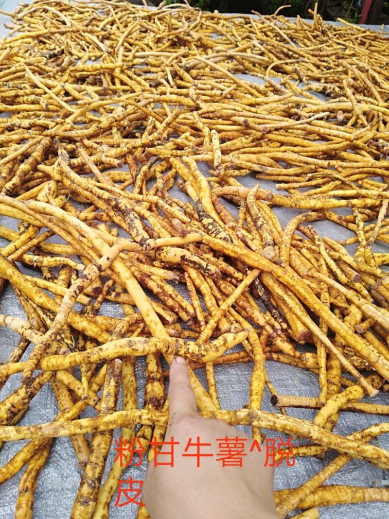 牛大力细叶苗，海狗鞭，野蜂蛹