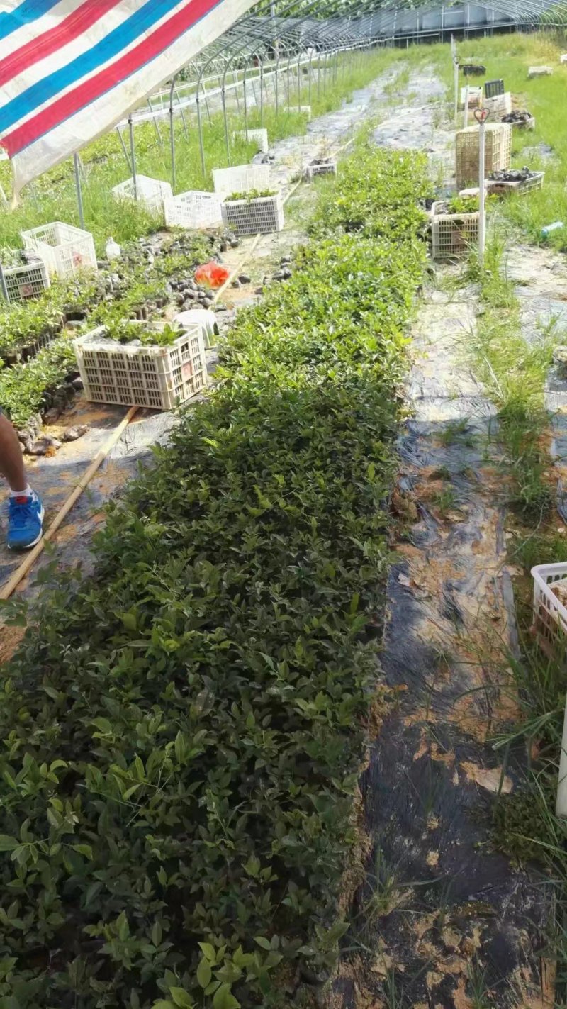 牛大力细叶苗，海狗鞭，野蜂蛹