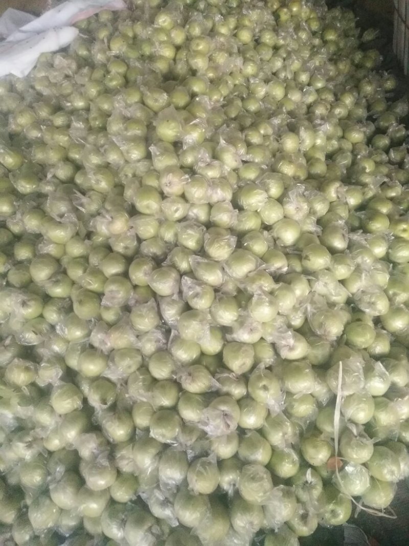 王林苹果大量上市中，个头大小均匀，果面光滑细致。