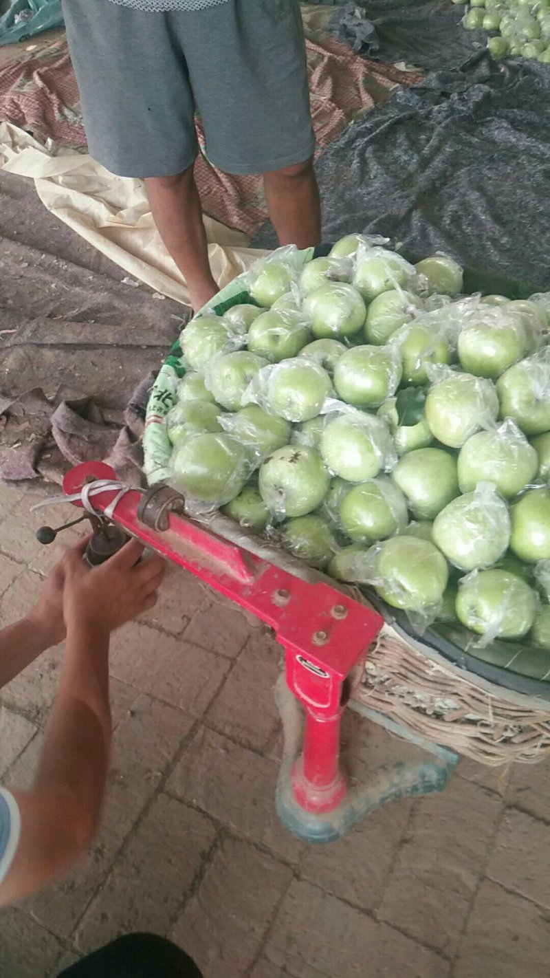 王林苹果大量上市中，个头大小均匀，果面光滑细致。