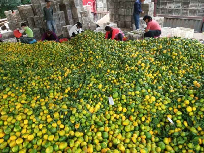 蜜橘次果