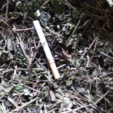 千里光大货，全部无字包装机压件，有现货35吨
