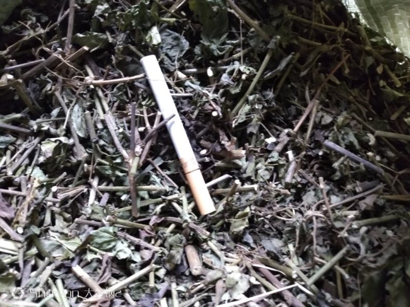 千里光大货，全部无字包装机压件，有现货35吨
