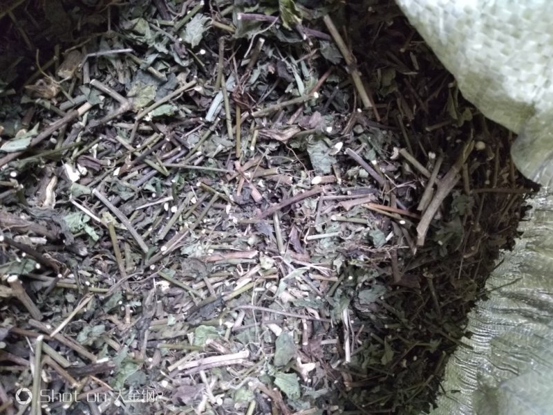 千里光大货，全部无字包装机压件，有现货35吨