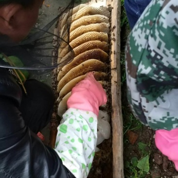 土蜂蜜甘肃甘南藏区野生土蜂蜜百花蜜格桑花蜜