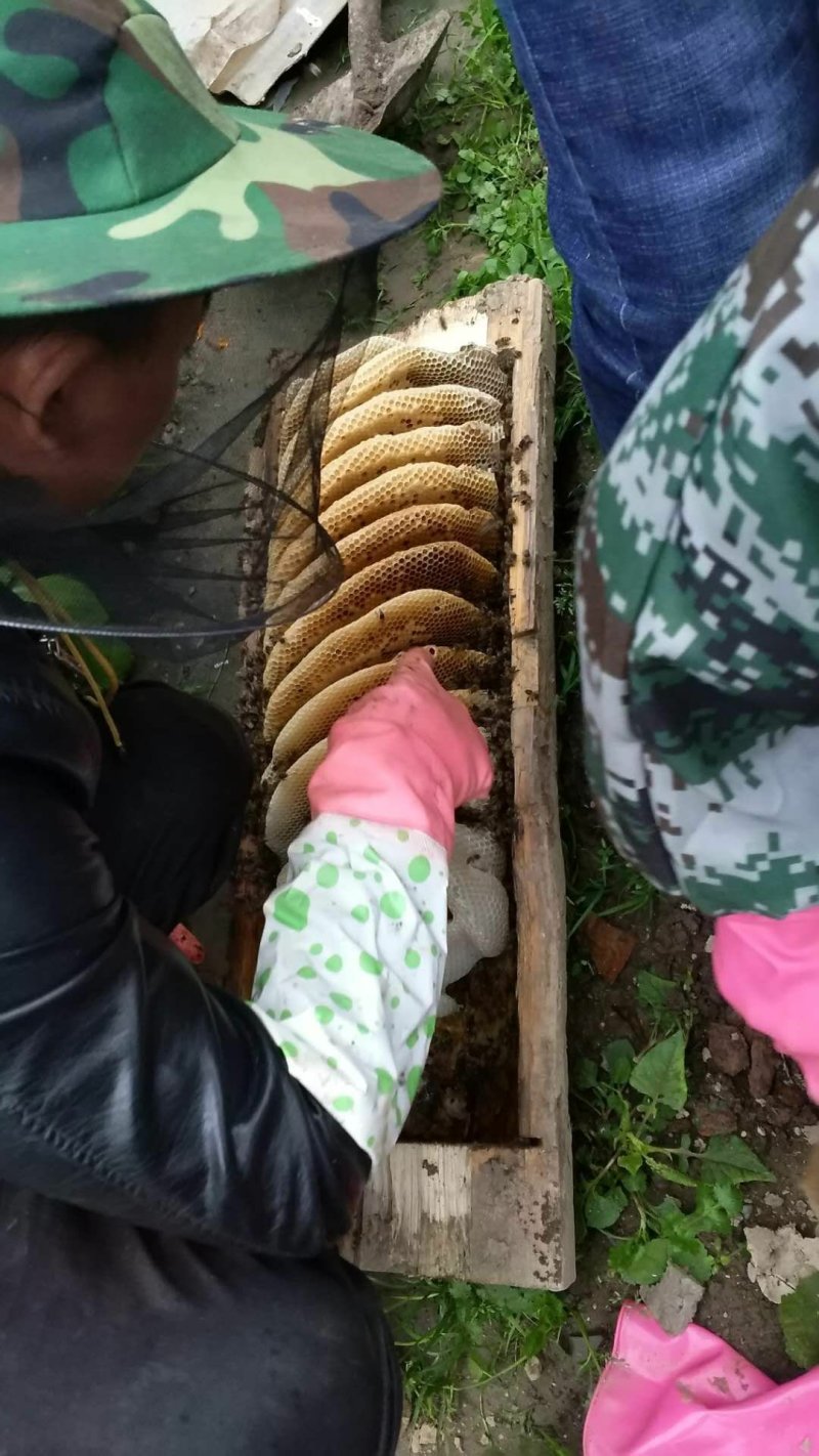 土蜂蜜甘肃甘南藏区野生土蜂蜜百花蜜格桑花蜜