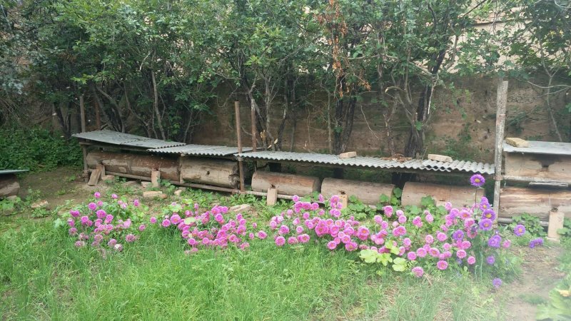 土蜂蜜甘肃甘南藏区野生土蜂蜜百花蜜格桑花蜜
