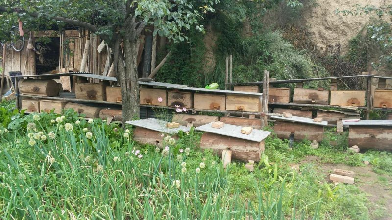 土蜂蜜甘肃甘南藏区野生土蜂蜜百花蜜格桑花蜜