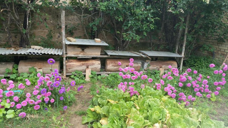 土蜂蜜甘肃甘南藏区野生土蜂蜜百花蜜格桑花蜜