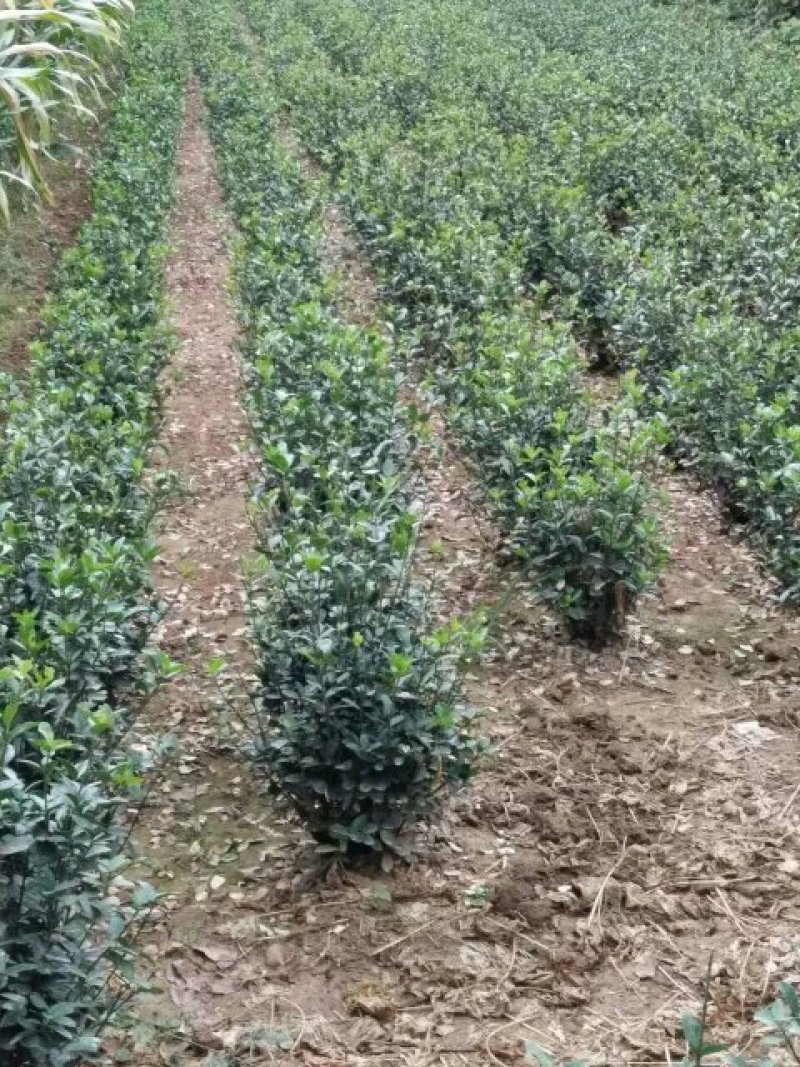 大叶黄杨苗
