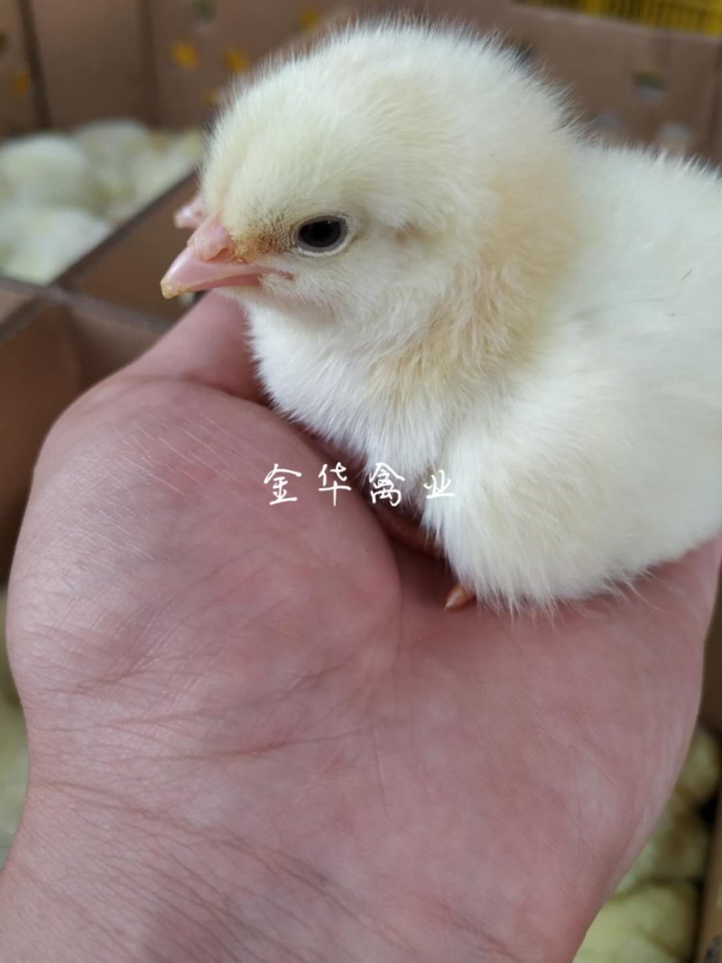 快大白羽鸡鸡苗
