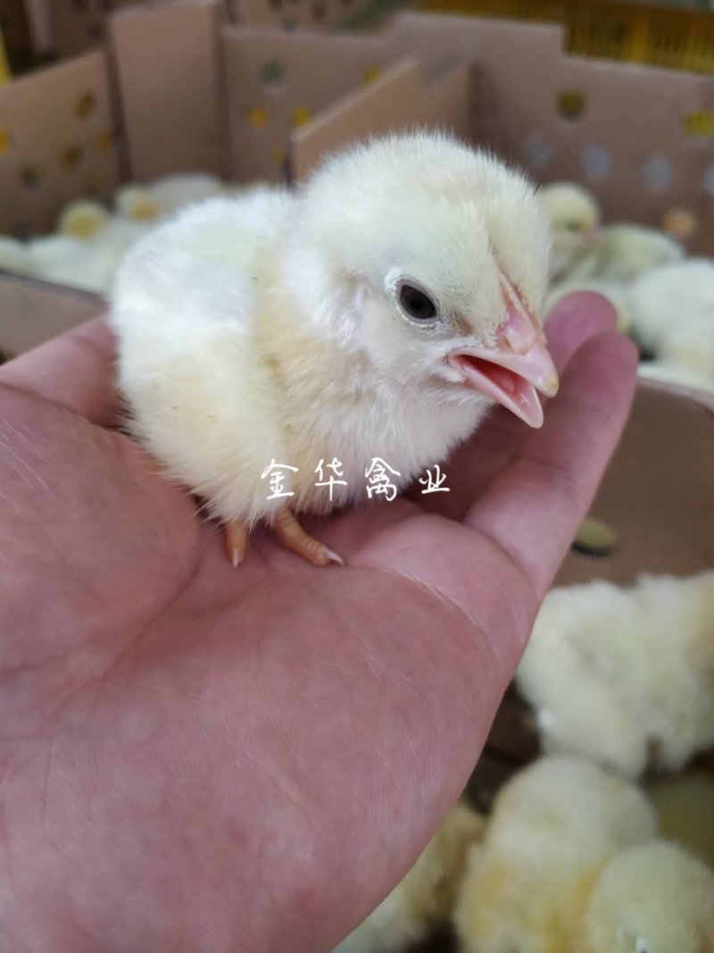 快大白羽鸡鸡苗