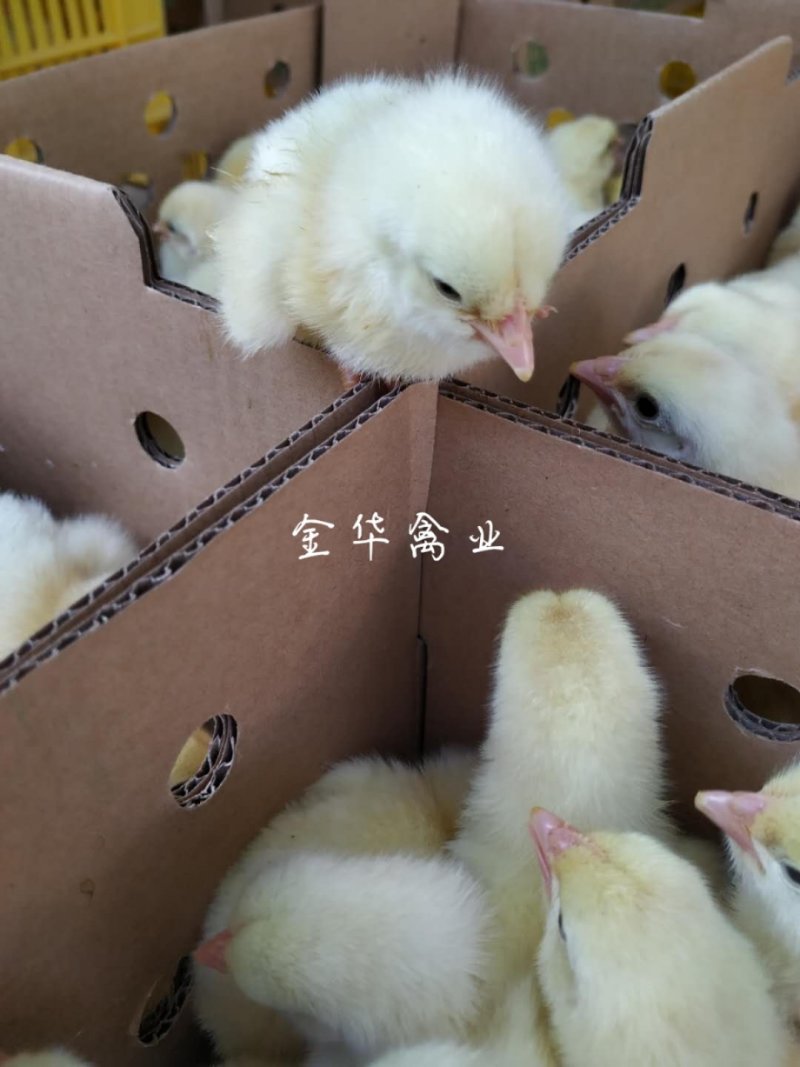 快大白羽鸡鸡苗
