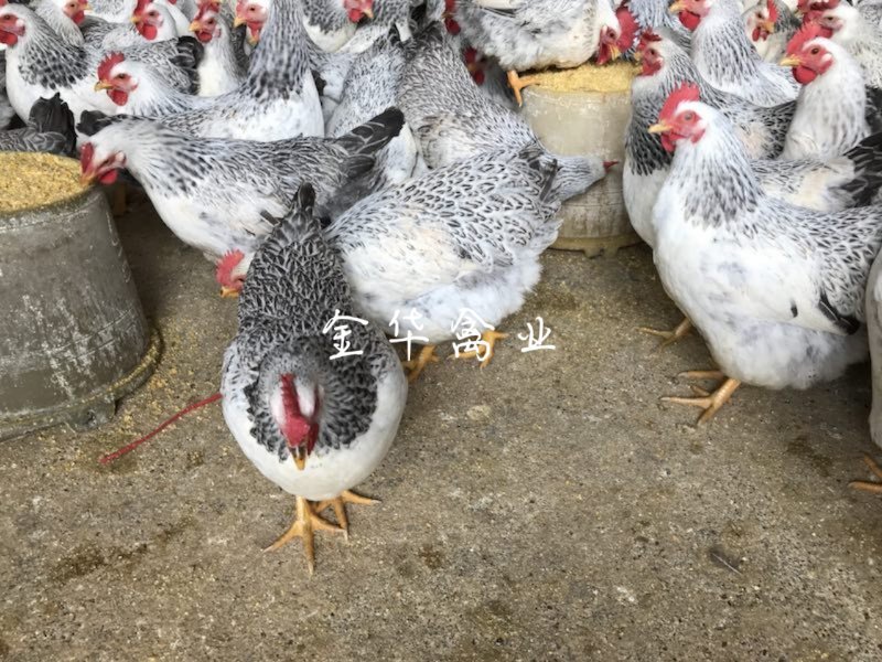 彩凤鸡苗