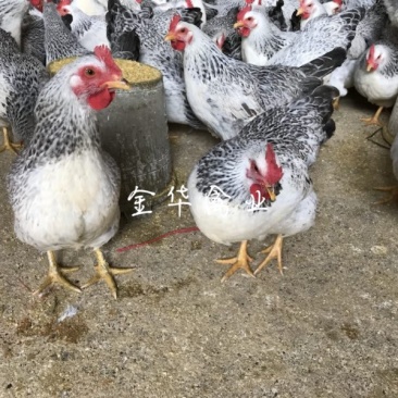 彩凤鸡苗