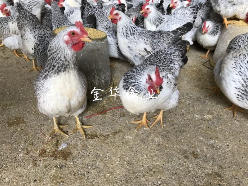 彩凤鸡苗