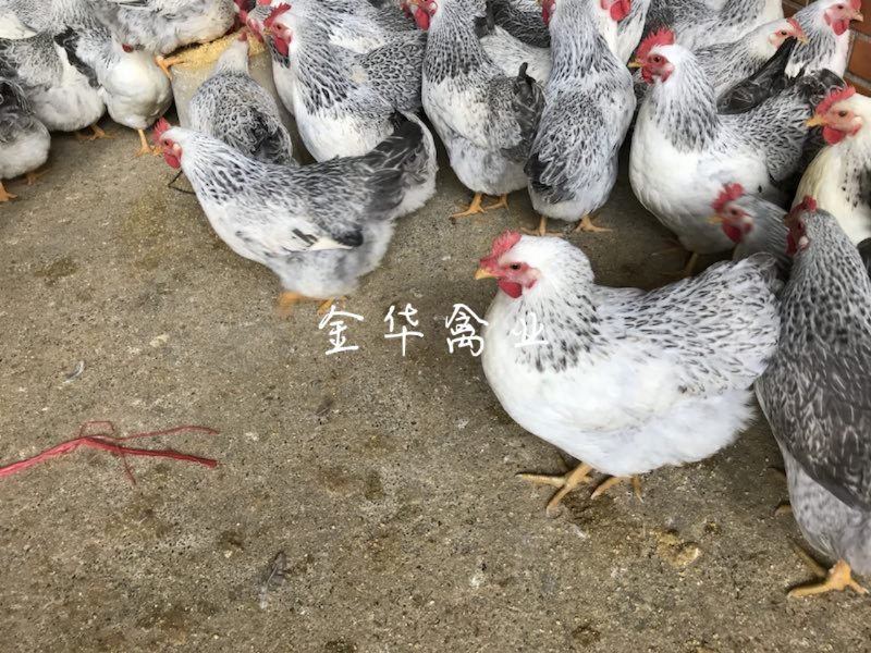 彩凤鸡苗
